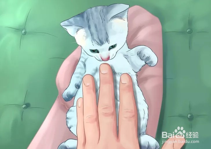 怎样照顾幼猫？