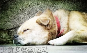 狗狗什么时候是老了？需要补充什么营养？
