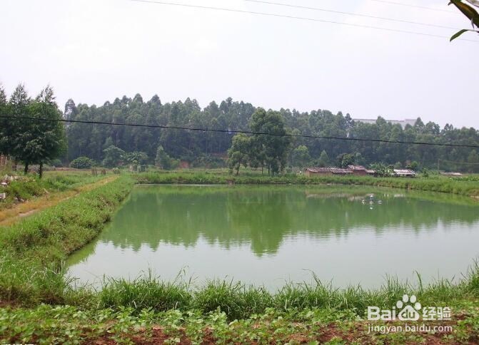 蛭弧菌冻干粉防治病害方法