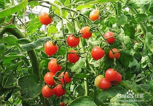 吃西红柿的好处。