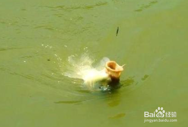 春天怎样钓鲤鱼？春天鲤鱼不吃钩怎么办？