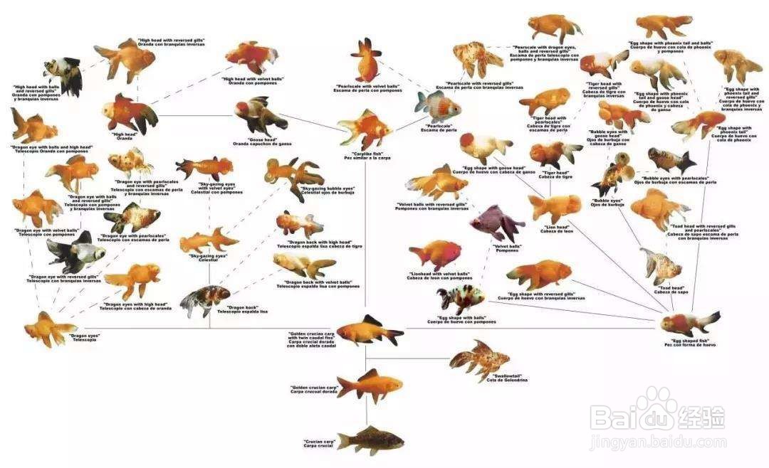 鲫鱼的生命周期流程图图片