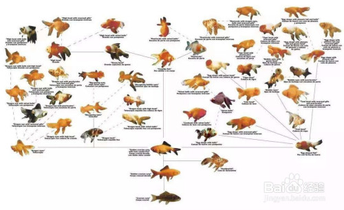 金鱼是由什么鱼怎样演变成今天的金鱼的