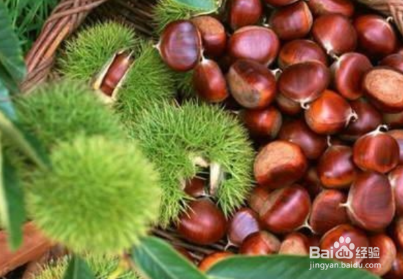 板栗冷藏还是冷冻