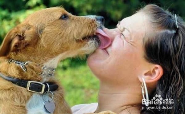 狗狗舔人的六大原因