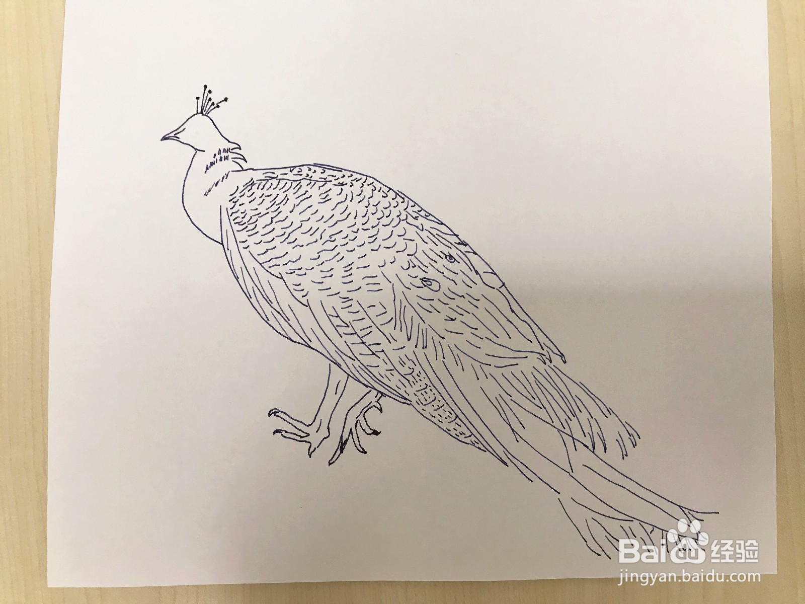 画一只孔雀鸟