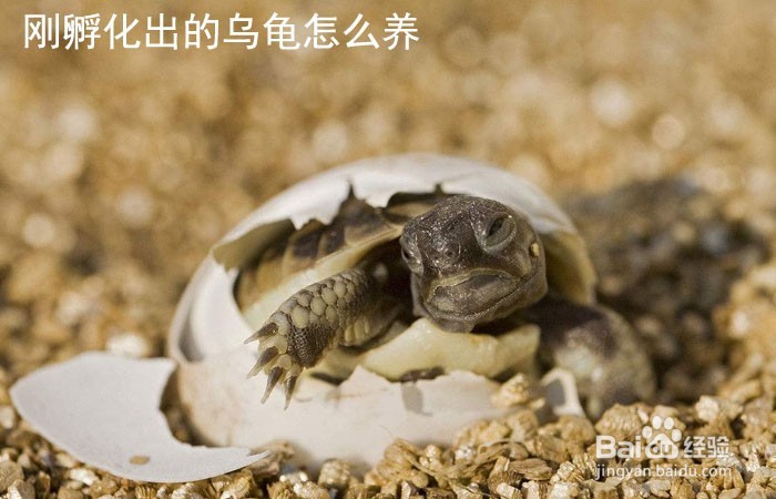 <b>刚孵化出的乌龟怎么养</b>