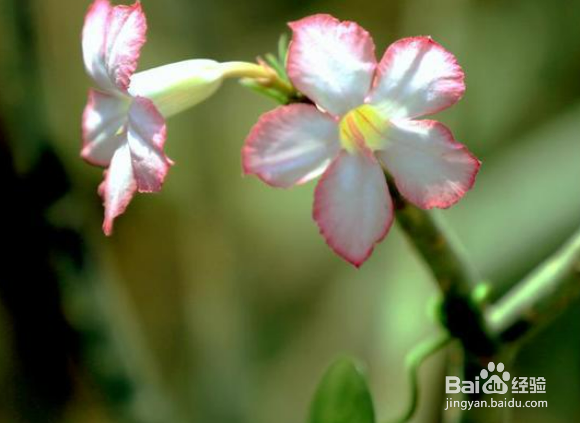 沙漠瑰玫怎么养