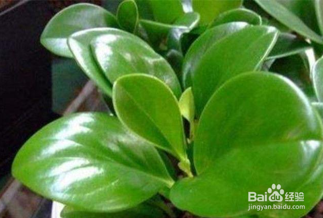 豆瓣绿浇水的正确方法
