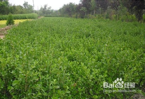 白蜡树病害防治