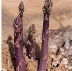 紫色激情的功效和作用