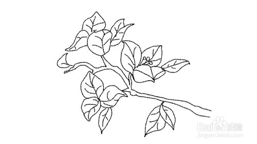 盆栽三角梅简笔画方法