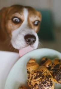 狗狗吃了面包怎么办