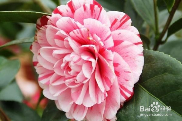 养猫家庭适合养的植物