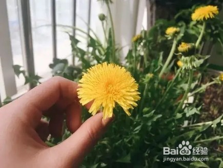 “长寿菜”别出门挖了，阳台种一点，够吃大半年