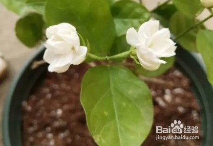 茉莉花养护技巧，叶子茂盛开花多，芳香四溢