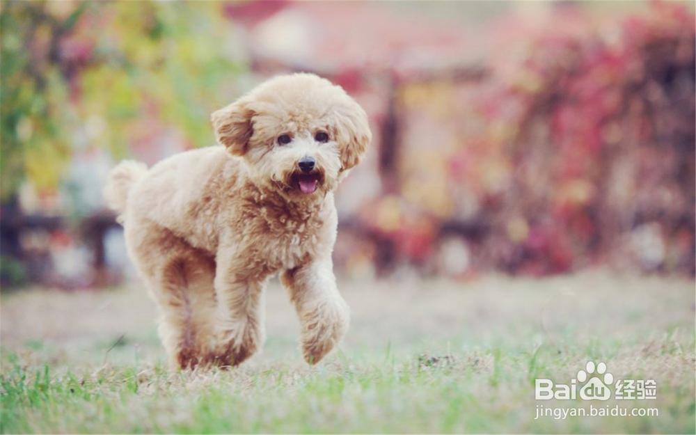泰迪犬怎么喂养