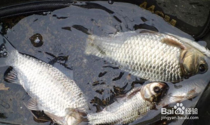 清明怎样野钓鲫鱼