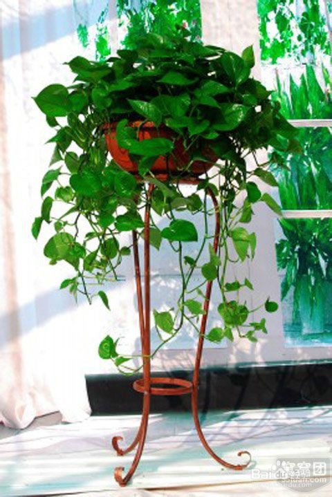 适合在室内种植的植物