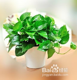 绿萝黄叶的原因和解决方法