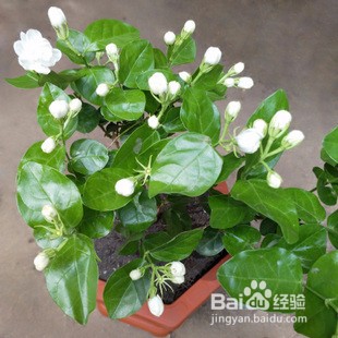 怎么才能让茉莉花开爆盆