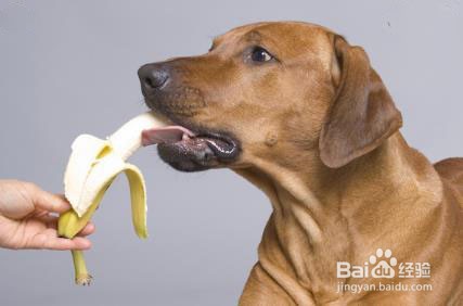 狗狗可以吃李子吗