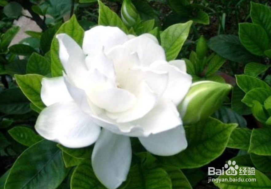 栀子花怎样养才能花开不断