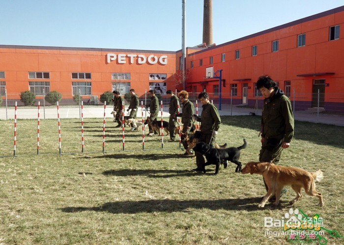 有关宠物美容师训犬师的学习内容