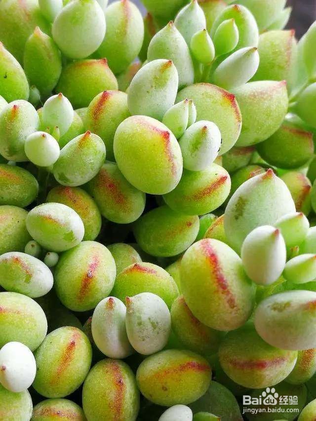 多肉长气根,是一种求救信号,千万别忽视