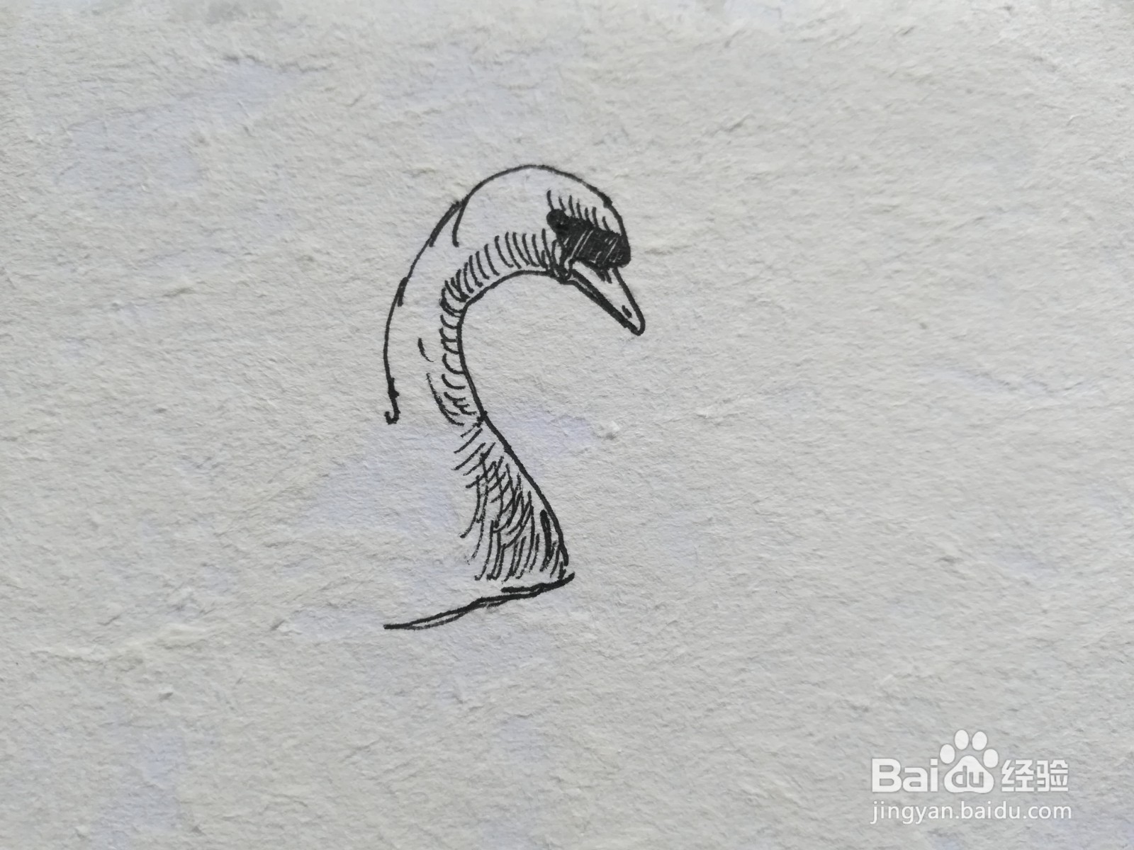 怎么画一对爱心形状的天鹅