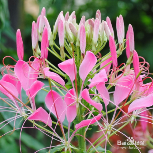 醉蝶花常见病害有哪些?