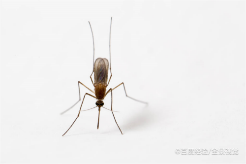 耳朵里飞进去一只蚊子怎么办