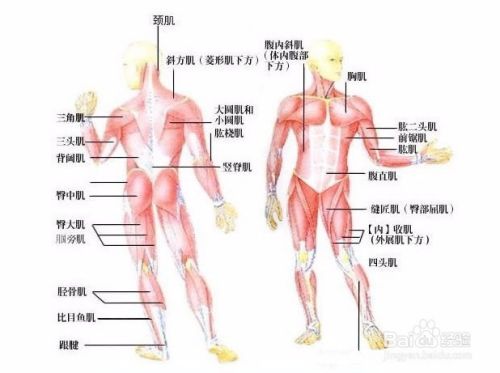 身体各个部位的肌肉名称和相关的锻炼方法 百度经验