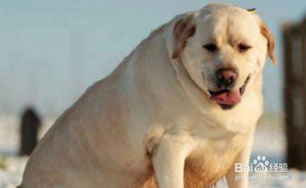 <b>狗狗肥胖都有哪些原因</b>