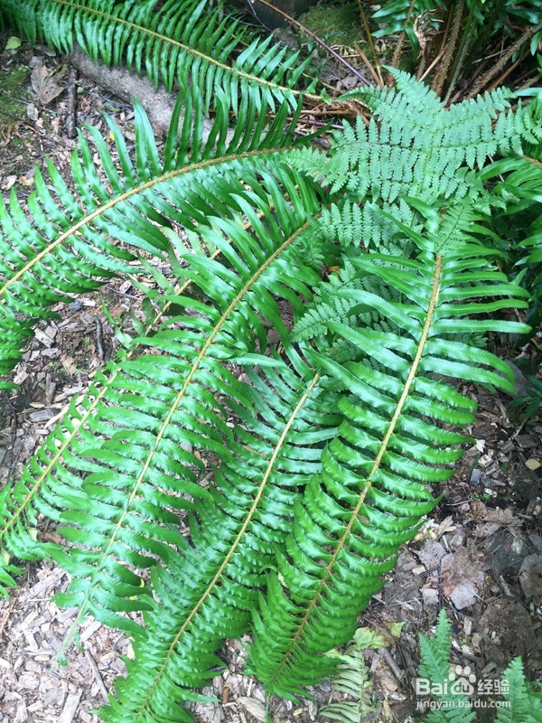 温哥华自然公园学校郊游活动