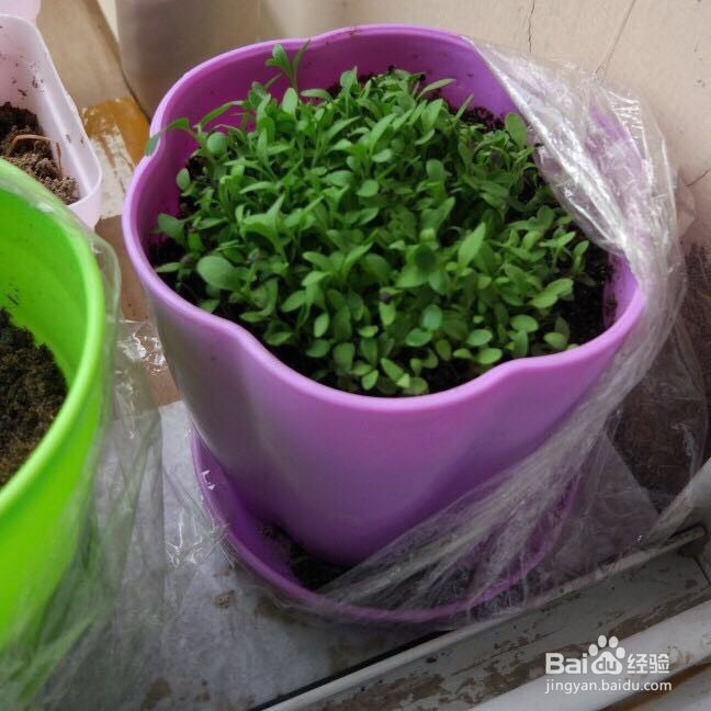 如何播种好康乃馨