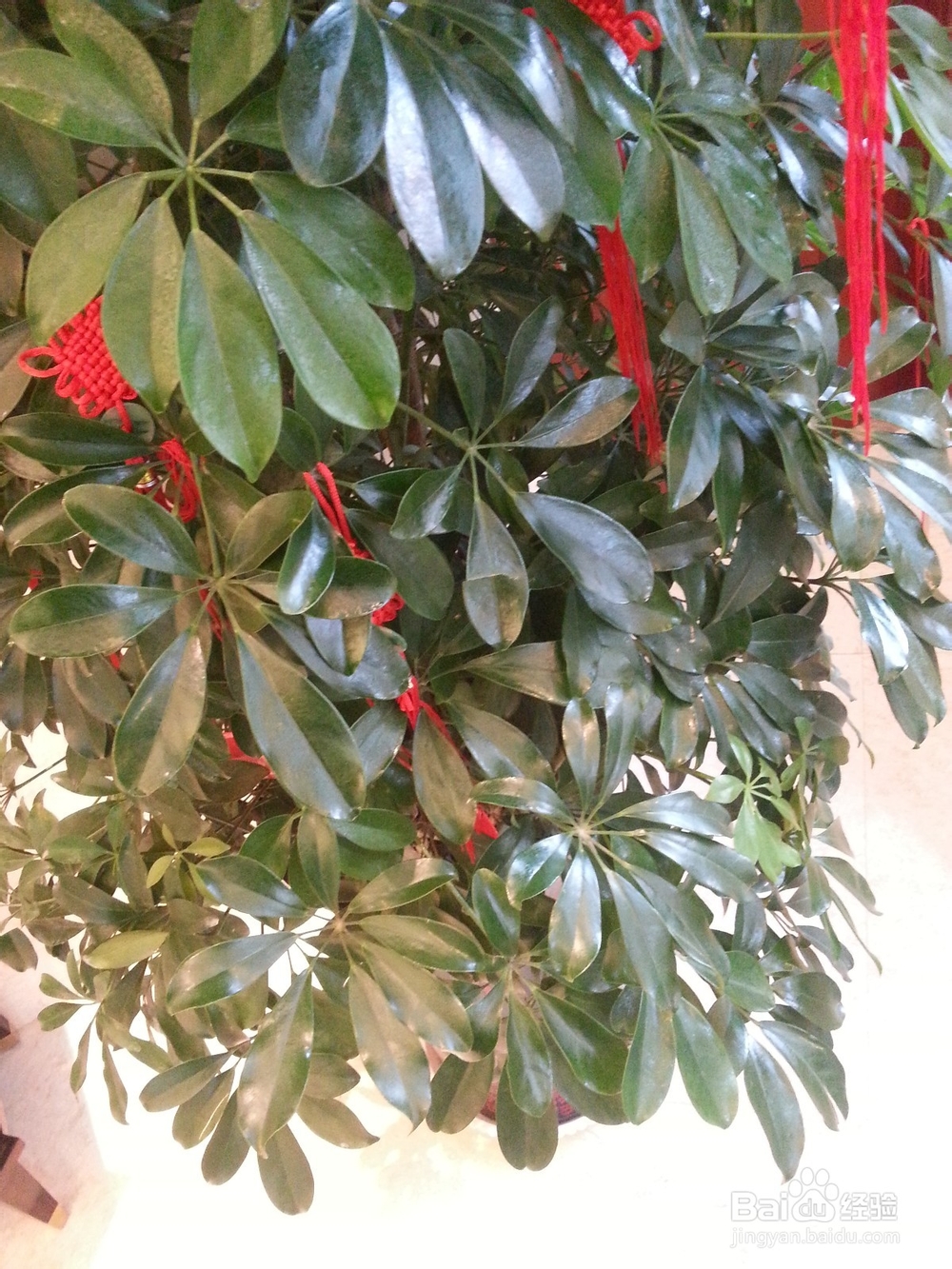 让观赏植物环保灭虫的小诀窍