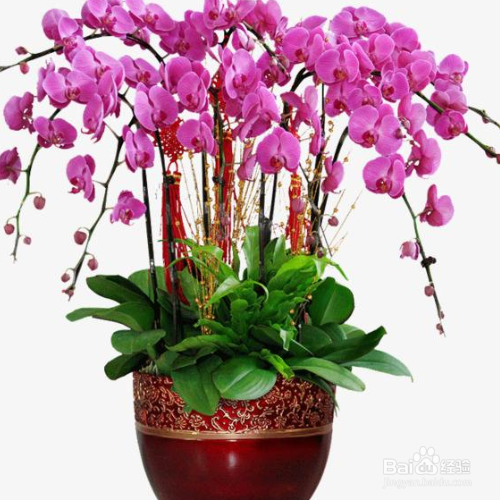 蝴蝶兰烂根怎么处理