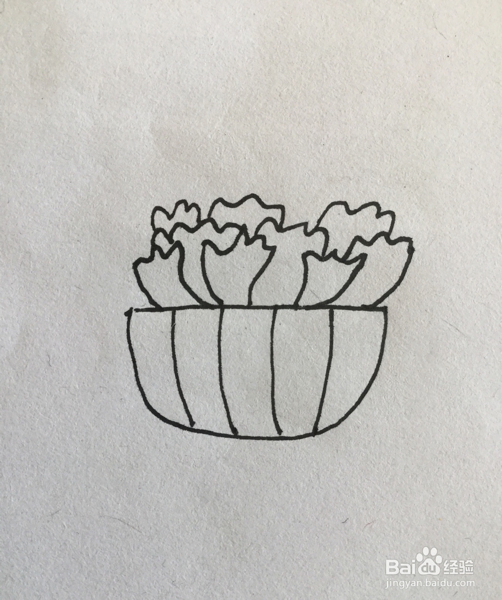 多肉植物简笔画4