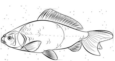 如何绘制鲤鱼