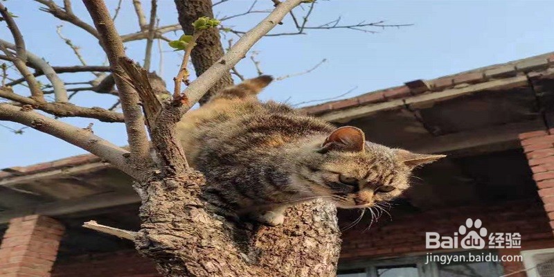 踩到猫腿如何判断没事