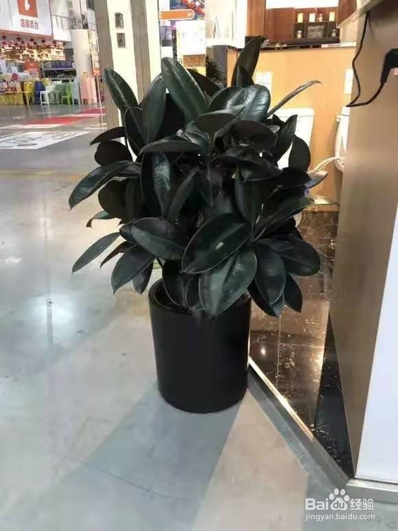 客厅最爱养的大型花，大气上档次，净空气聚财气