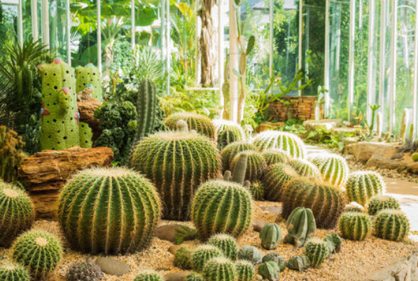 仙人掌在什么季节才能移植种活