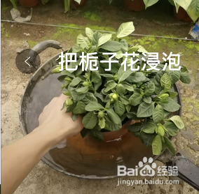 刚买回来的栀子花叶子蔫了怎么办