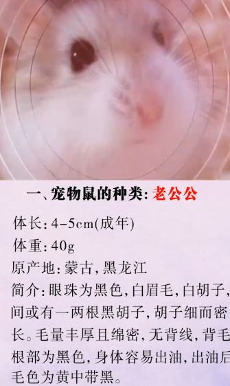 怎么辨别宠物鼠的种类