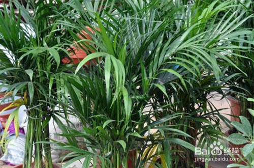 室内最好养的大型植物有哪些?