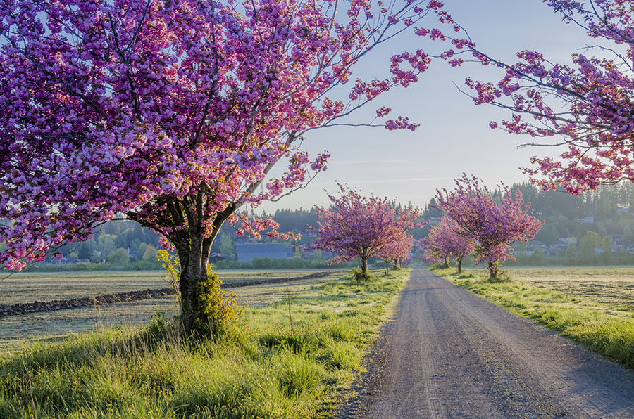 一棵开花的树 英文版