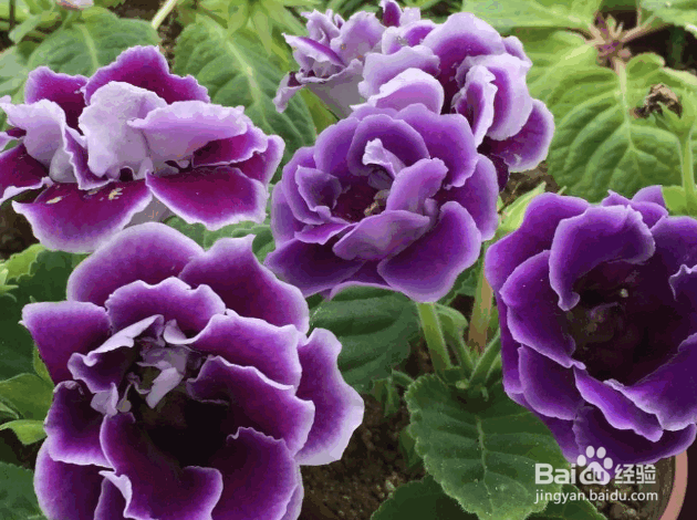 大岩桐的种植及管理要点