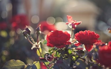 秋季应该怎样管理盆花?