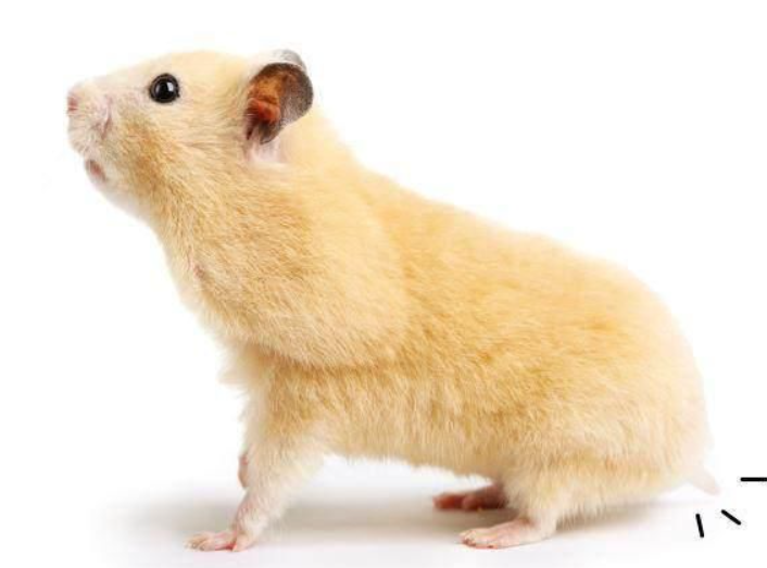 仓鼠尾巴露出来代表什么